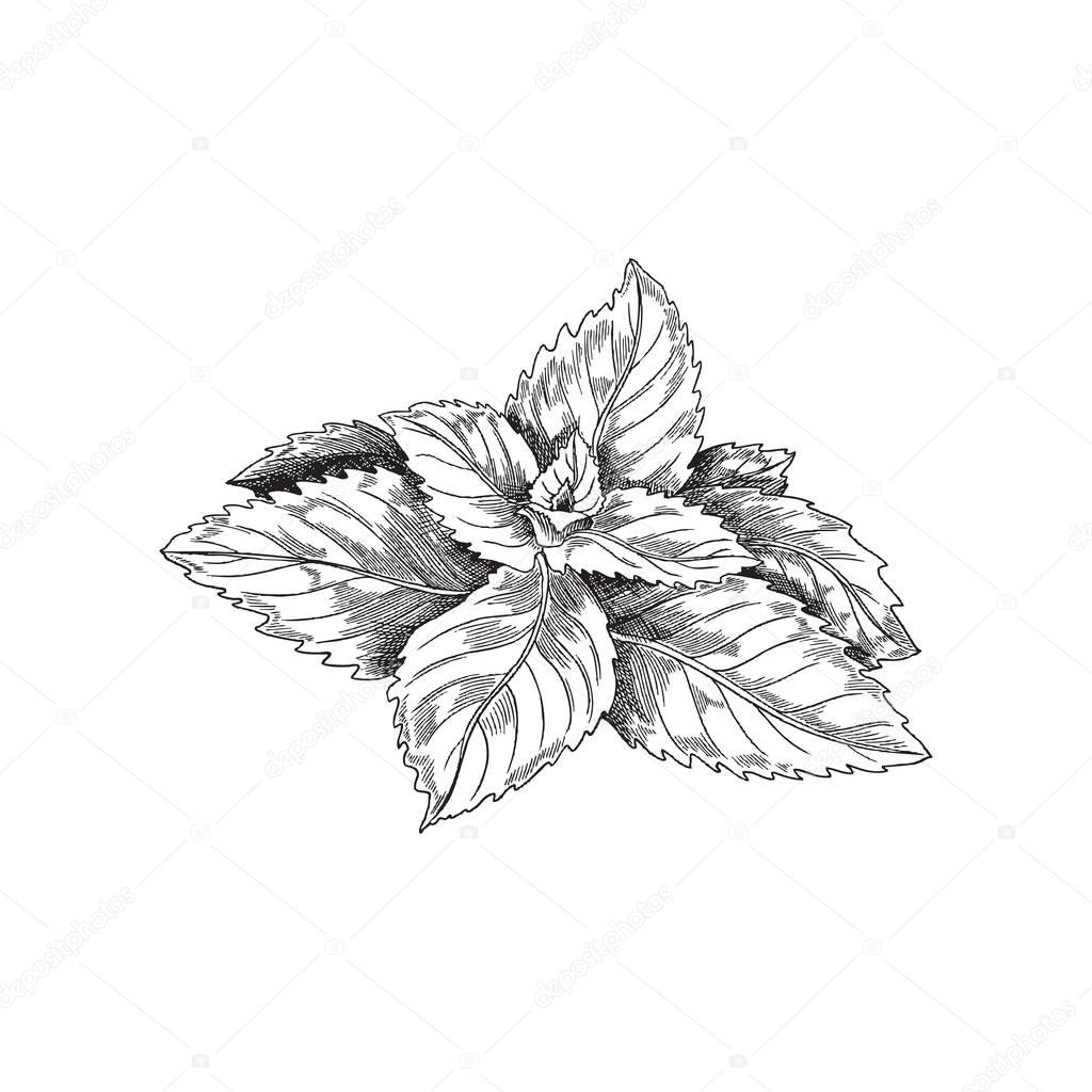 Monochrome mint plant vintage vector sketch. Peppermint tea label or package design, black and white antique mint leaf.