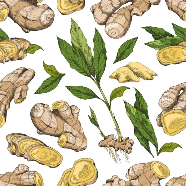 Seamless repeatable pattern with ginger plant, hand drawn vector illustration. — Stock Vector
