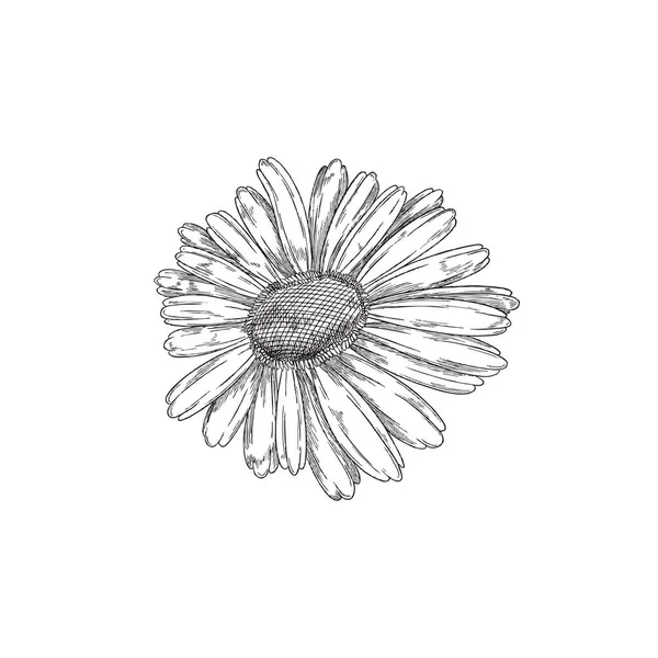 Kamille oder Daisy Wheel Blume Hand gezeichnet gravierte Vektorillustration isoliert. — Stockvektor