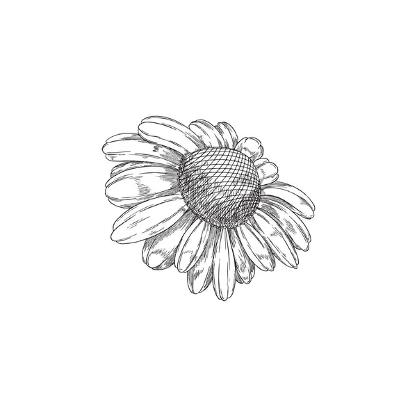 Kamomill eller Daisy blommande blomma gravyr vektor illustration isolerad. — Stock vektor