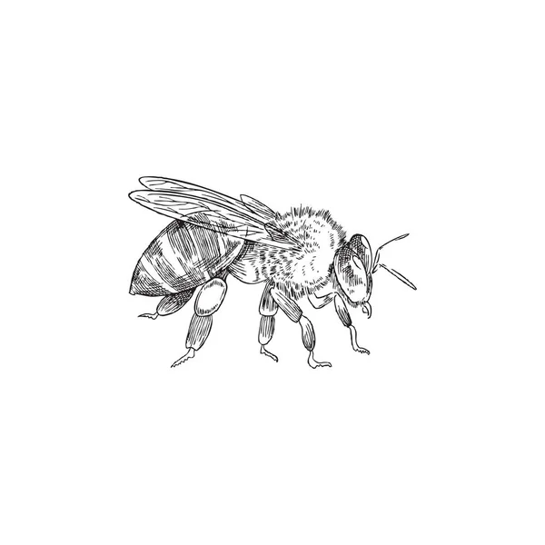 Detailed bee in monochrome hand drawn sketch style, vector illustration isolated on white background. — Stock Vector