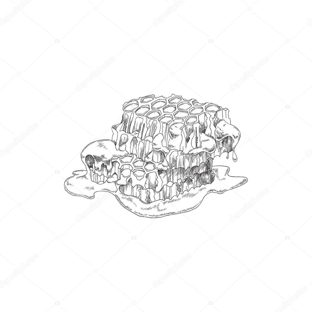 Honeycomb in hand drawn monochrome sketch style, vector illustration isolated on white background.