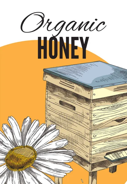 Ekologisk honung banner med kupa och kamomill blommor, vektor illustration. — Stock vektor
