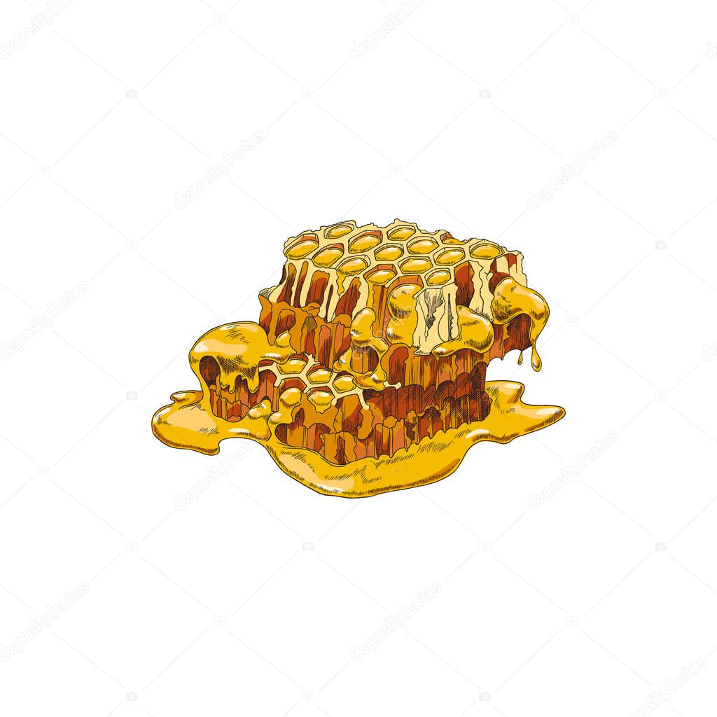 Honeycombs with flowing honey, hand drawn sketch vector illustration isolated.