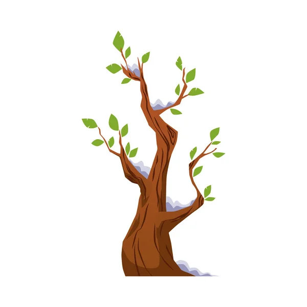 Tree naked trunk, covered in snow, grow new leaf in early spring season, cartoon vector illustration. Isolated. — Stock Vector