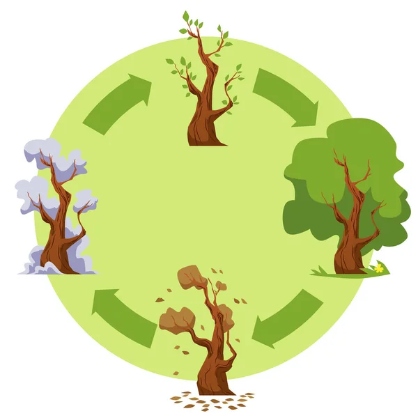 Ciclo de árbol de estaciones con ilustración de vectores de dibujos animados flechas. Árbol cambia con el tiempo cuando cuatro estaciones van todo el año. — Archivo Imágenes Vectoriales