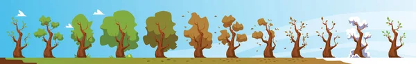 Process av säsonger förändring - träd på våren, sommar, höst och vinter, platt vektor illustration. — Stock vektor