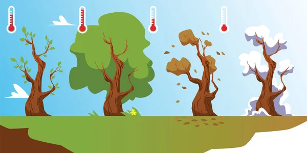 Naturaleza y flora ciclo de temporada infografía del crecimiento de los árboles, ilustración vectorial. — Vector de stock