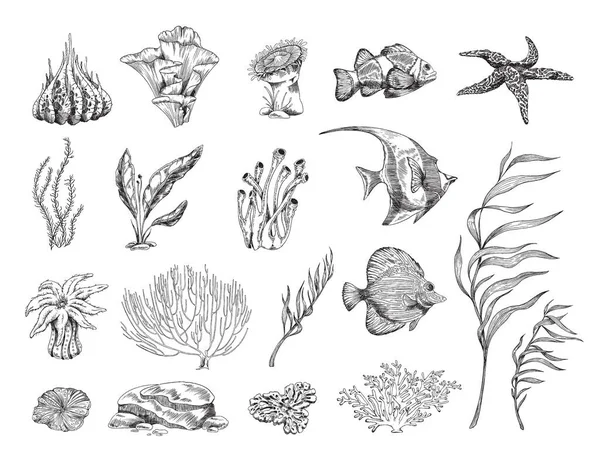 Kabartmalı taslak biçiminde mercan resifi elementleri kümesi, beyaz arkaplanda izole edilmiş vektör illüstrasyonu. — Stok Vektör
