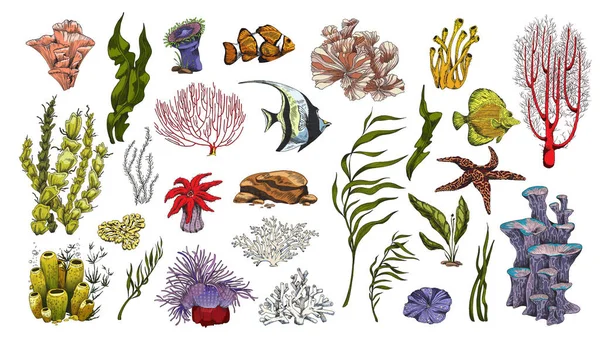 サンゴ礁の植物や魚のカラフルなアイコン、ベクトルのイラスト孤立. — ストックベクタ