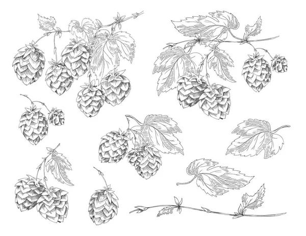Set of elements with flowers, cones and hop leaves for design of label or poster with beer. Vector han drawn sketch illustration with collection of black and white plant prints. — Stock Vector