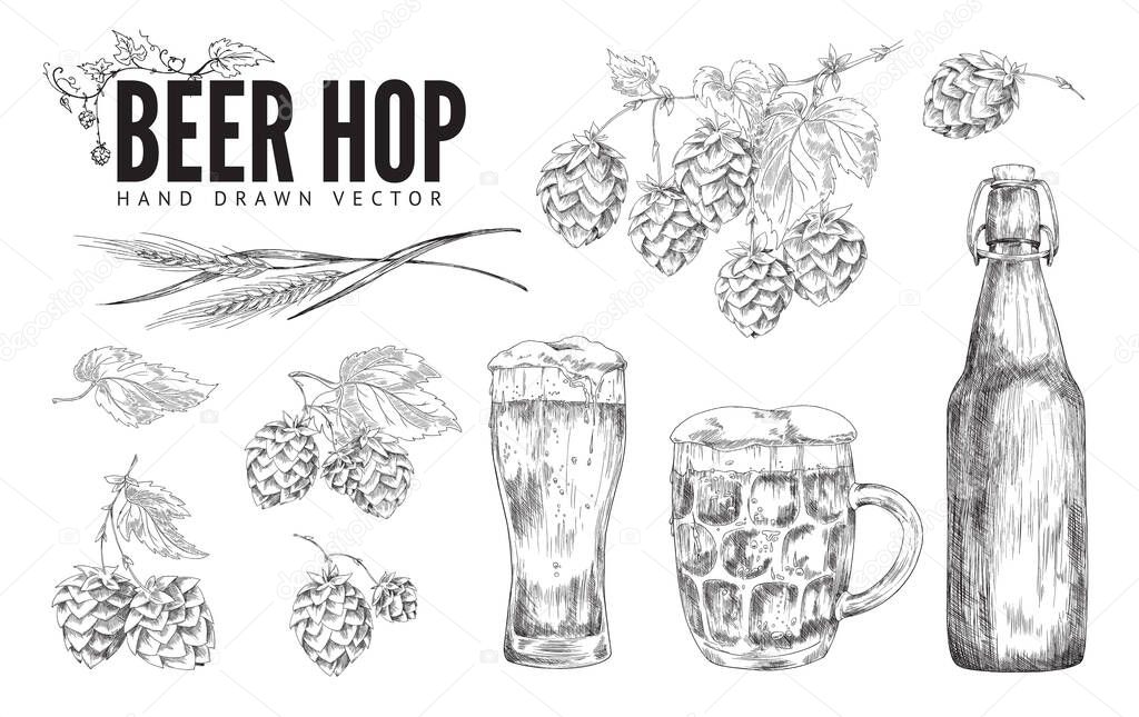 Set with beer in glasses and hop plant, sketch vector illustration isolated.