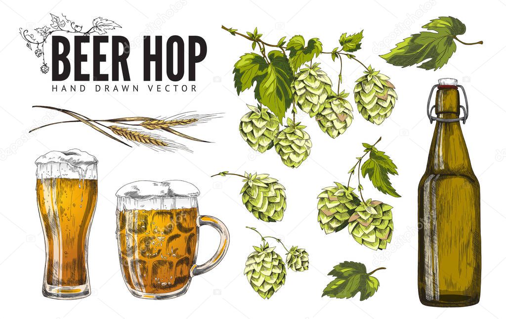Hop beer items with hop plant twigs and beer, vector illustration isolated.