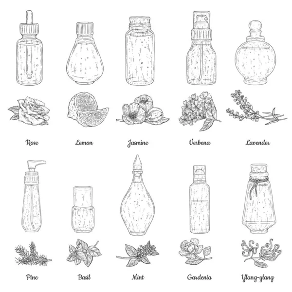 Botellas de aceites esenciales con ilustración vectorial de grabado de plantas aisladas. — Vector de stock