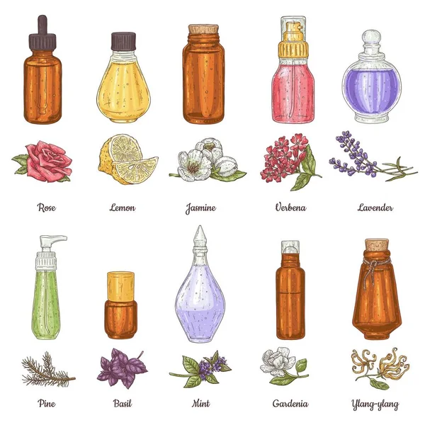 Óleo essencial rosa, lavanda, citrinos e jasmim para aromaterapia, conjunto vetorial esboço. Desenho vintage de garrafas de vidro. — Vetor de Stock