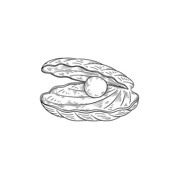 Perla natural en concha abierta, ilustración dibujada a mano vector boceto aislado. — Archivo Imágenes Vectoriales