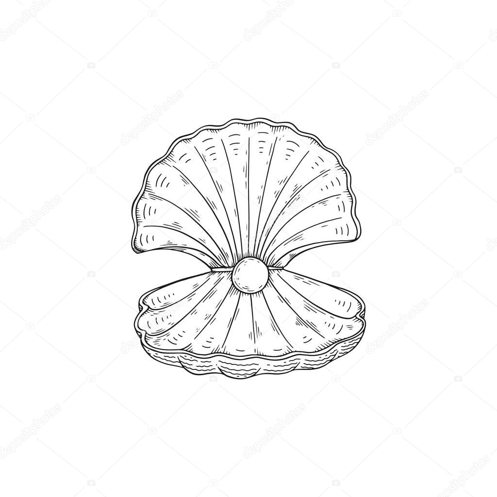 Opened sea shell with pearl inside in monochrome sketch style, vector illustration isolated on white background.