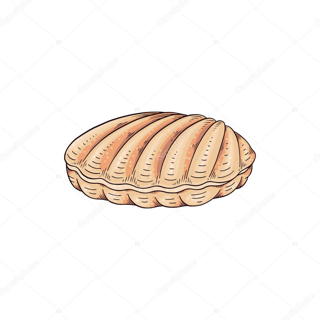 Closed nacre sea shell, hand drawn colored sketch vector illustration isolated on white background.
