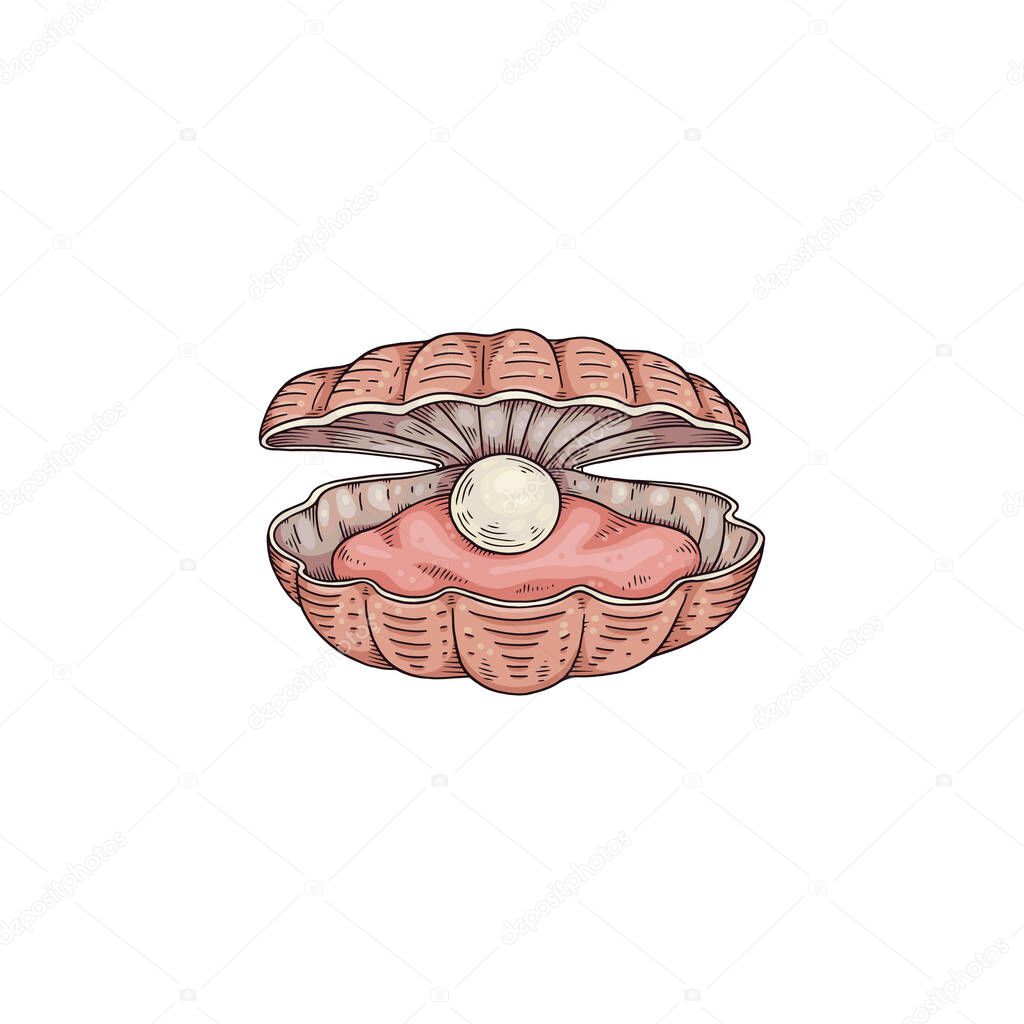 Pearl and mollusk inside of nacre seashell, colored sketch vector illustration isolated on white background.