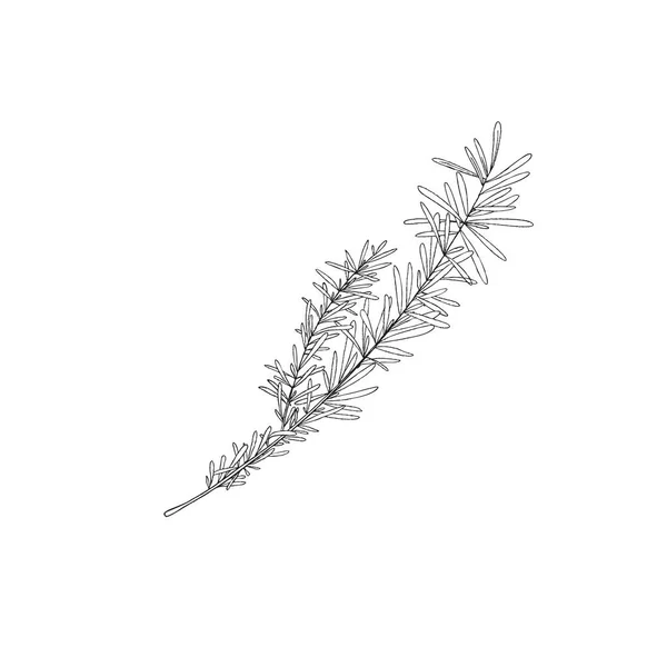 Rozmarýn větev ručně kreslený botanický prvek, skica vektor ilustrace izolované na bílém pozadí. — Stockový vektor