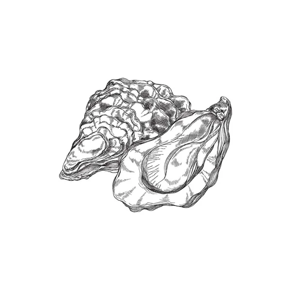 Verse oester en heerlijke zeevruchten, schets vector illustratie geïsoleerd. — Stockvector
