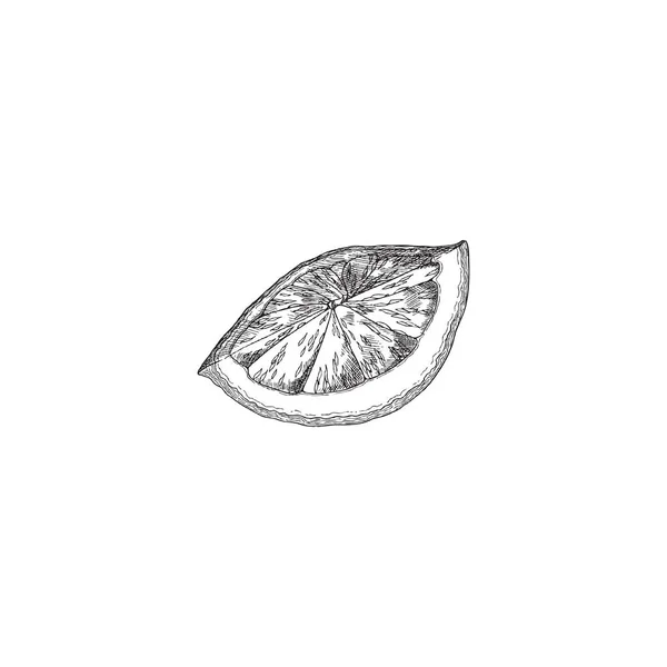 Pezzo segmento lime o limone, disegno a mano incisione vettoriale illustrazione isolato. — Vettoriale Stock