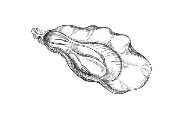 Ostra dibujada a mano en concha marina, mariscos en estilo bosquejo - ilustración vectorial aislada sobre fondo blanco. — Vector de stock