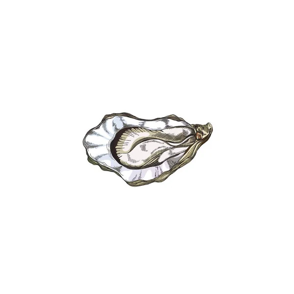 手描きのスケッチスタイルでカキ貝、白い背景に隔離されたベクトルイラスト. — ストックベクタ