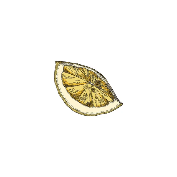 Snijd van citroen in de hand getekend gekleurde schets stijl, vector illustratie geïsoleerd op witte achtergrond. — Stockvector