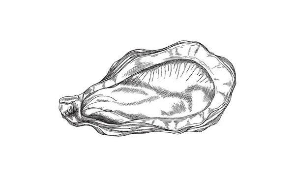 Pyszne ostrygi w skorupie, element życia morskiego w stylu szkicu, ilustracja wektor izolowane na białym tle. — Wektor stockowy