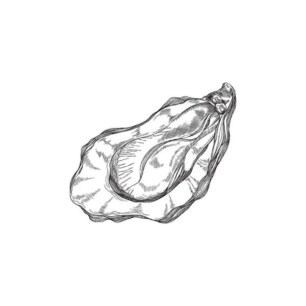 Válvula de concha aberta com ilustração vetorial desenhada à mão de molusco de ostra isolada. —  Vetores de Stock