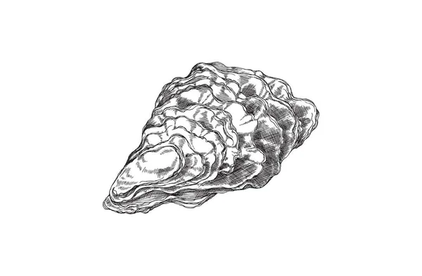 Gesloten oesterschelp hand getekend schets stijl vector illustratie geïsoleerd. — Stockvector