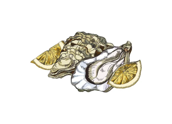 Coquilles d'huîtres ouvertes avec morceaux de citron, illustration vectorielle de gravure isolée. — Image vectorielle