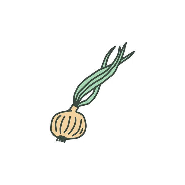 Lampadina di cipolla con germogli verdi germogliati scarabocchio vettoriale illustrazione isolata. — Vettoriale Stock