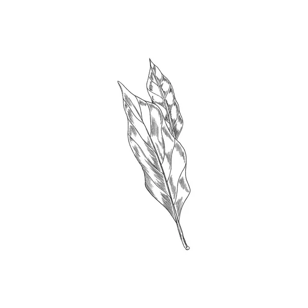 Laurel frunze în negru desenat schiță stil vector ilustrație izolat. — Vector de stoc