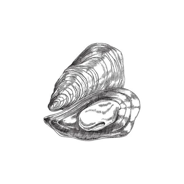 Buka katup kerang dengan moluska, gambar vektor sketsa terisolasi. - Stok Vektor