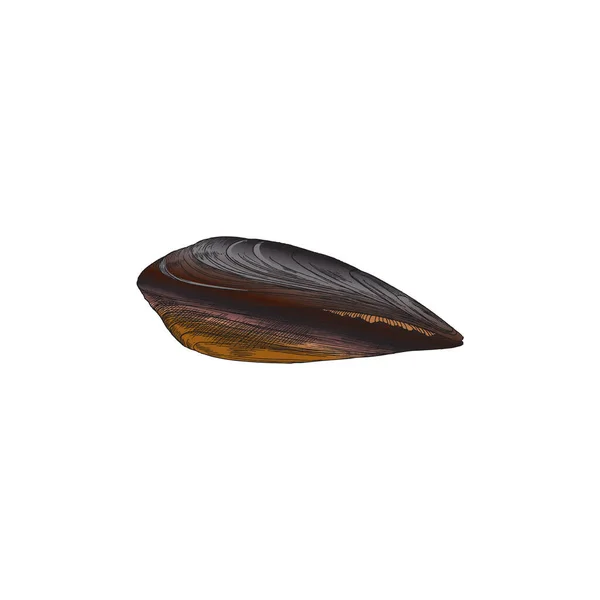 Håndtrukket mussel i farget skisse, vektorillustrasjon isolert på hvit bakgrunn. – stockvektor