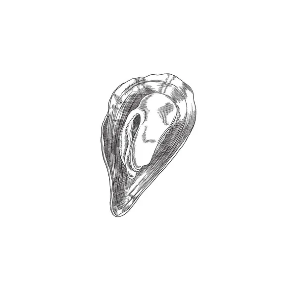 Mejillón cerrado solo shell dibujado a mano dibujo estilo vector ilustración aislado. — Vector de stock