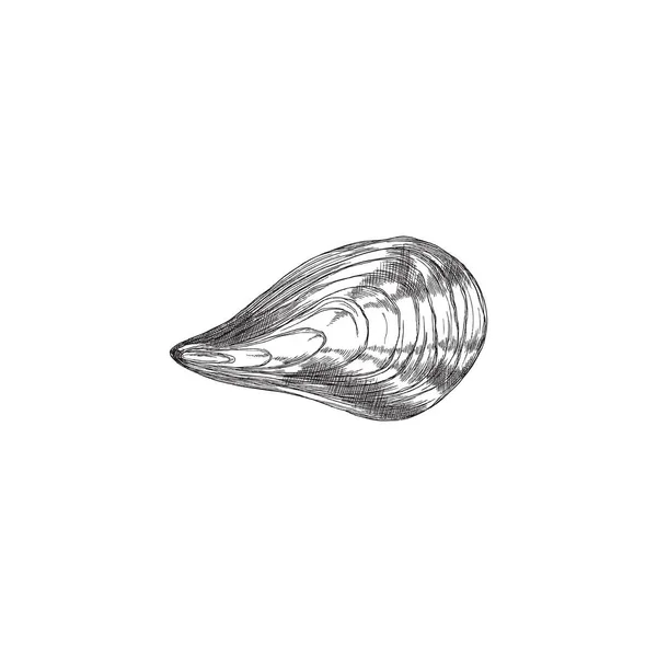 Mussla i stängt skal, monokrom skiss vektor illustration isolerad på vit bakgrund. — Stock vektor