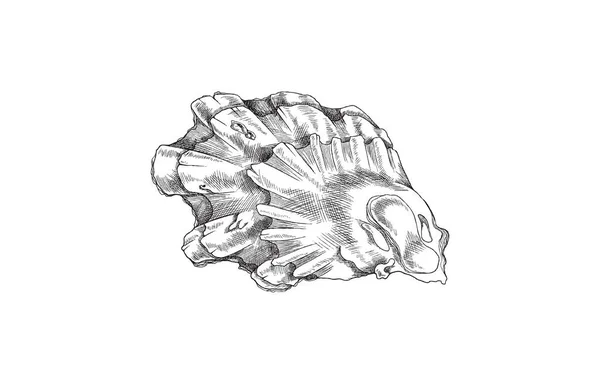 손으로 조개껍데기는 스케치 스타일로 배경에 삽화이다 생물에 해산물 — 스톡 벡터