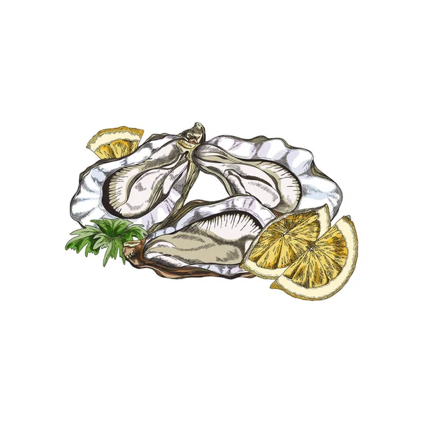 Conchiglie Ostriche Aperte Con Limone Stile Vintage Disegnato Mano Incisione — Vettoriale Stock