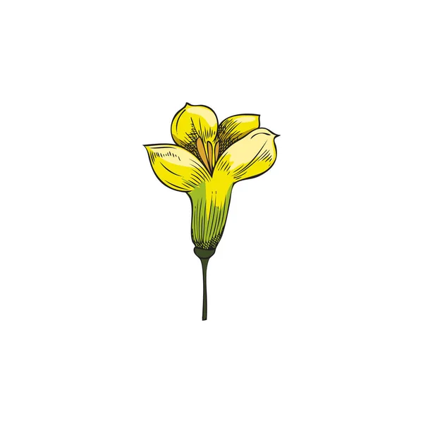 One canola flower. Yellow flower of the canola plant. Botanical vector illustration with canola flower. Hand drawn sketch with rapeseed isolated on white background