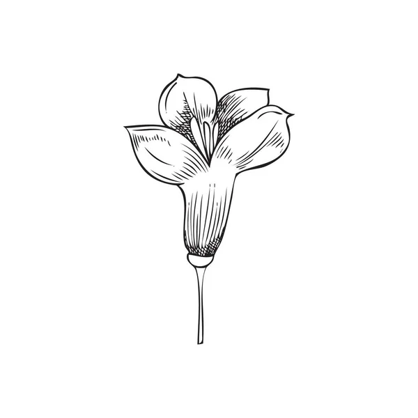 Один Монохромный Цветок Канолы Растение Канола Ботаническая Векторная Иллюстрация Цветком — стоковый вектор