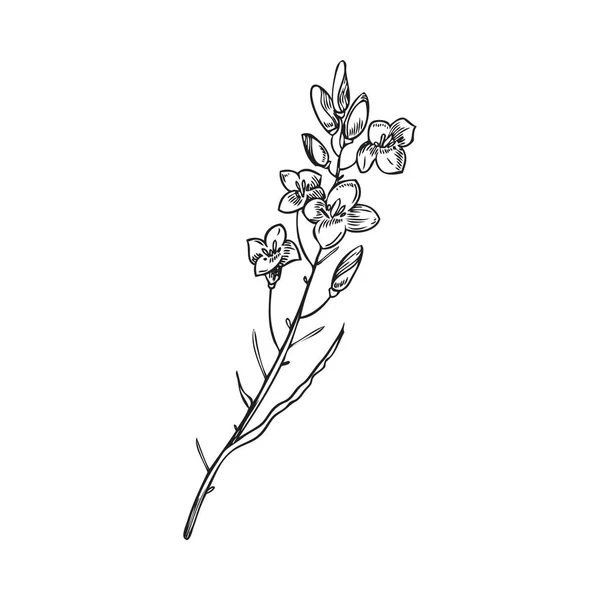 Канола Растение Рапса Производства Съедобного Масла Рисунок Векторного Рисунка Ручной — стоковый вектор