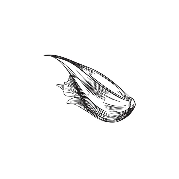 Рука Намальована Монохромна Зубчик Стилю Ескізу Часнику Векторна Ілюстрація Ізольована — стоковий вектор