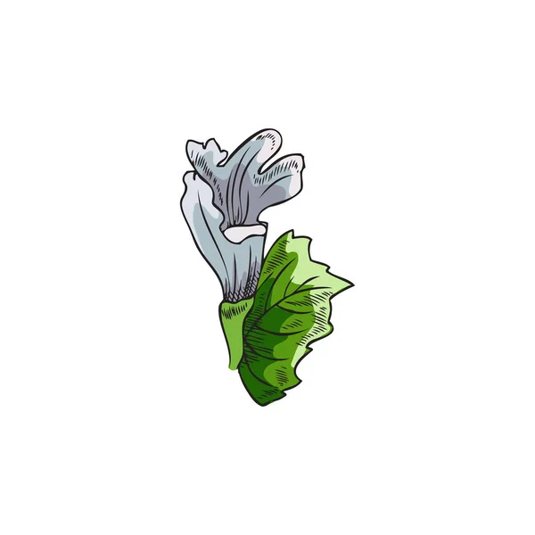 Растение Мелисса Стиле Эскиза Векторная Иллюстрация Изолирована Белом Фоне Зеленые — стоковый вектор