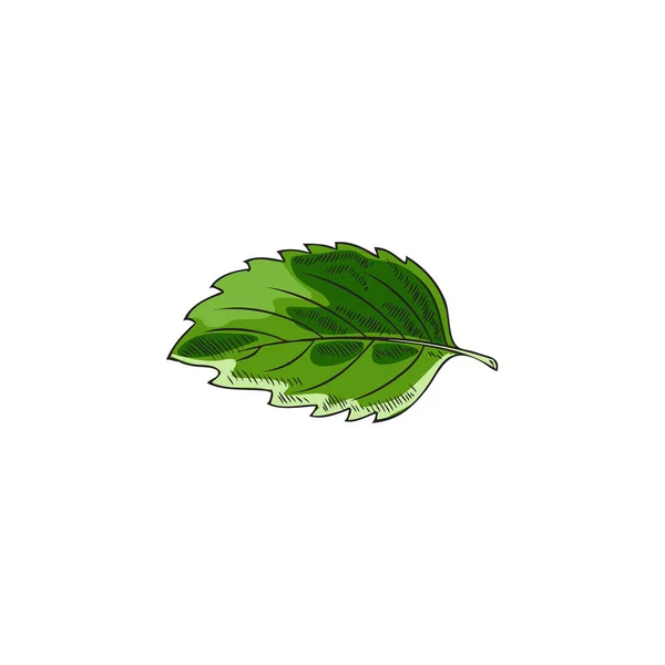 Melissa Menta Verde Fresco Una Sola Hoja Dibujado Mano Dibujo — Vector de stock