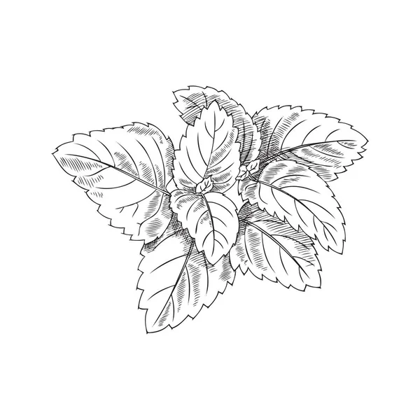 メリッサやペパーミントのヴィンテージの手描きスケッチベクトルイラストは白を基調としています 薬用および植物性メリッサまたはレモンバーム植物の葉 — ストックベクタ