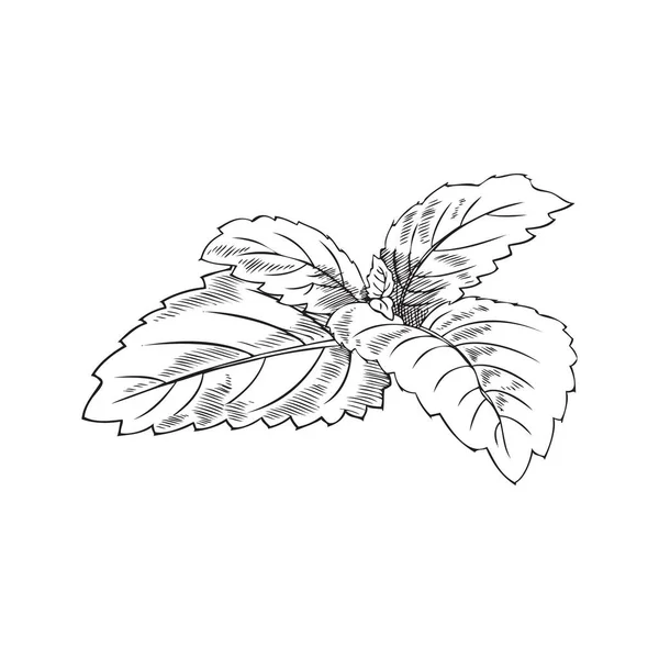ブッシュ メリッサの小枝 植物のベクトル図 白地に手描き 植物のスケッチ メリッサブッシュ モノクロームのスケッチ 概要図 メリッサの小枝 — ストックベクタ