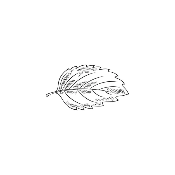 Melissen Oder Pfefferminzblatt Handgezeichneten Skizzenstil Flache Vektorillustration Isoliert Auf Weißem — Stockvektor